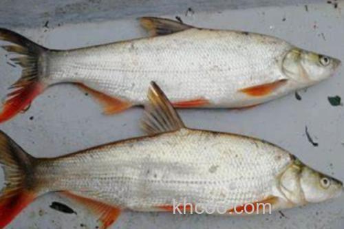 蒙古鲌是什么鱼？_1