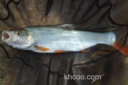 蒙古鲌是什么鱼？_3