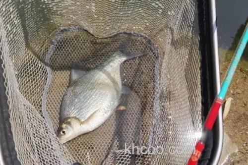 红鳍鲌是什么鱼？_1