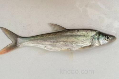 蒙古鲌是什么鱼？_2