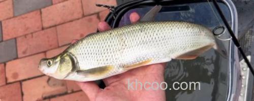 红鳍鲌是什么鱼？_0