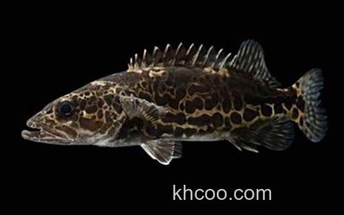 斑鳜_6