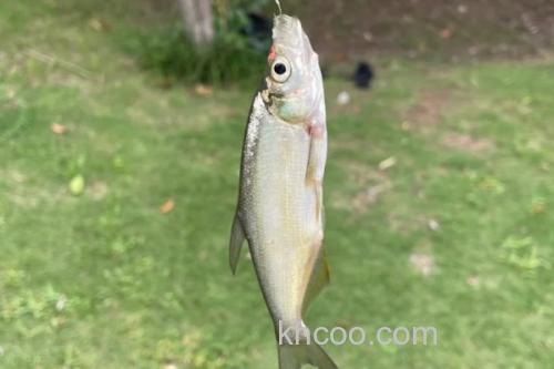 红鳍鲌是什么鱼？_3