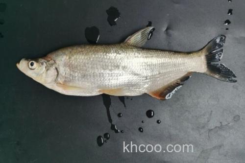 红鳍鲌是什么鱼？_2