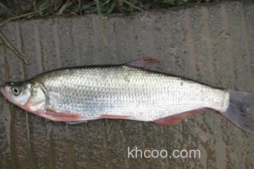 红鳍原鲌是什么鱼？_1