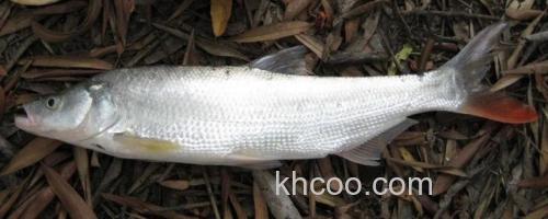 红鳍原鲌是什么鱼？_0