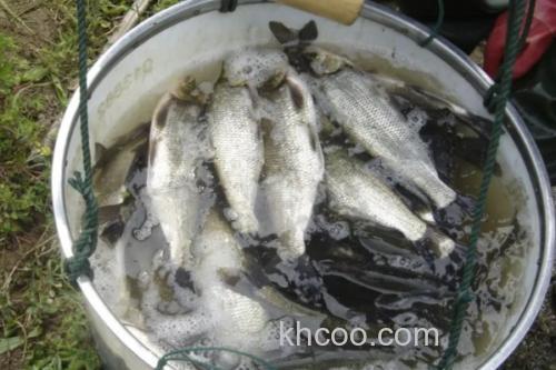 红鳍原鲌是什么鱼？_2