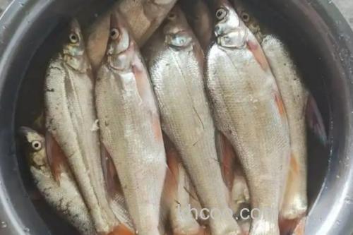 红鳍原鲌是什么鱼？_3