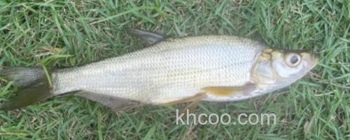 程海鲌是什么鱼？_0