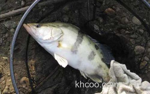 钓鳜鱼_2