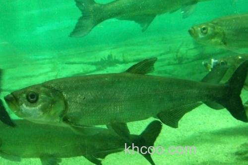 程海鲌是什么鱼？_2