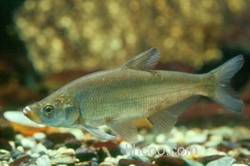 程海鲌是什么鱼？_1