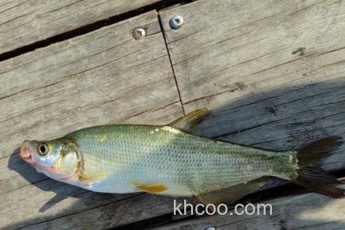 程海鲌是什么鱼？_3