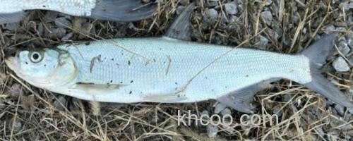 短臀近红鲌是什么鱼？_0