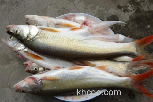 短臀近红鲌是什么鱼？_2