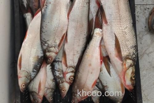 短臀近红鲌是什么鱼？_3