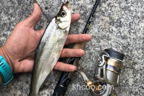 海南鲌是什么鱼？_1