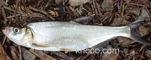 海南鲌是什么鱼？_0