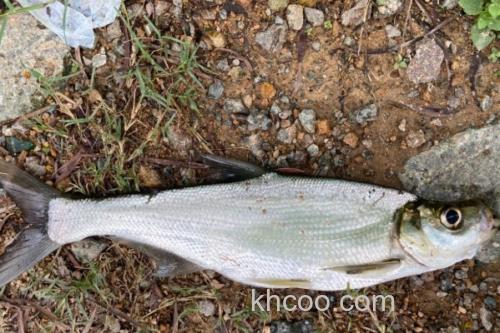 海南鲌是什么鱼？_2