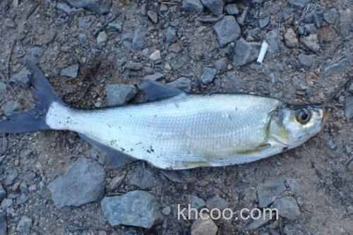 海南鲌是什么鱼？_3