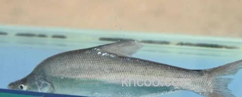 拟尖头鲌是什么鱼？_0