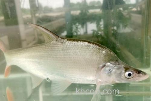 拟尖头鲌是什么鱼？_1