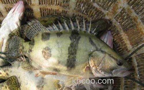 鳜鱼_1