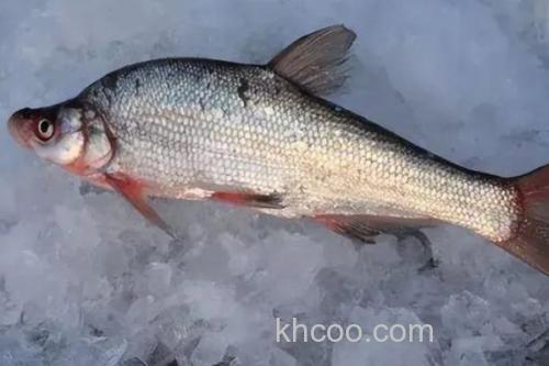 拟尖头鲌是什么鱼？_2