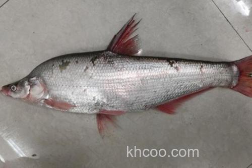 拟尖头鲌是什么鱼？_3