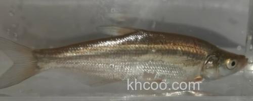 达氏鲌是什么鱼？_0