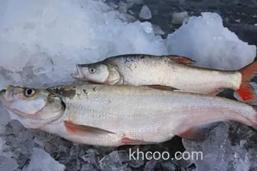 达氏鲌是什么鱼？_1