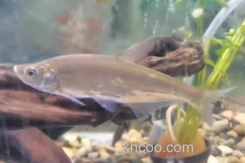 达氏鲌是什么鱼？_2