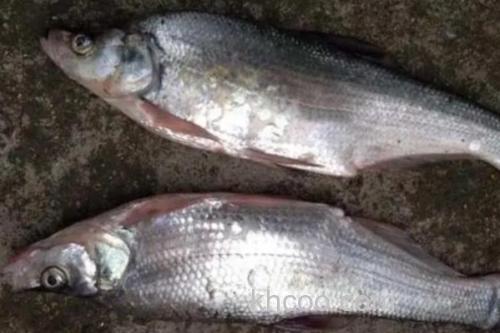 达氏鲌是什么鱼？_3