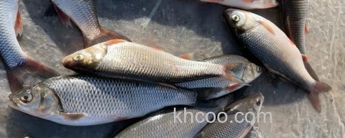 东北雅罗鱼是什么鱼？_0