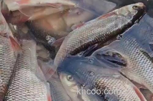 东北雅罗鱼是什么鱼？_1