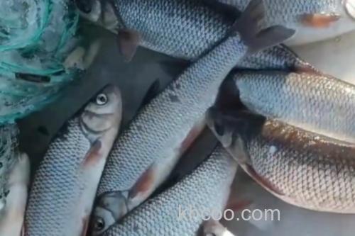 东北雅罗鱼是什么鱼？_2