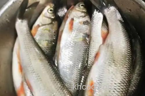 东北雅罗鱼是什么鱼？_3