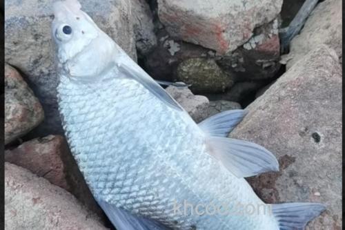 刺鮈是什么鱼？_1