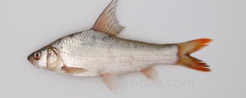 刺鮈是什么鱼？_0