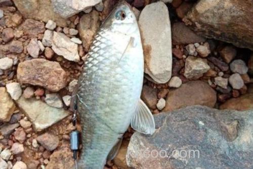 刺鮈是什么鱼？_3