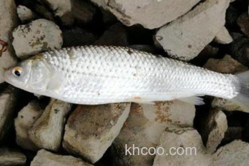 刺鮈是什么鱼？_2