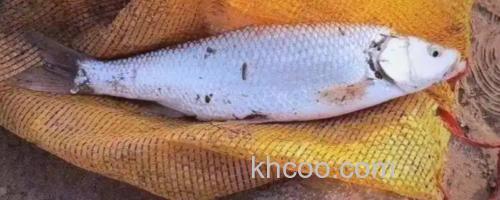 黄河雅罗鱼是什么鱼？_0