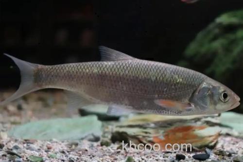 黄河雅罗鱼是什么鱼？_1