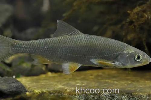 黄河雅罗鱼是什么鱼？_2