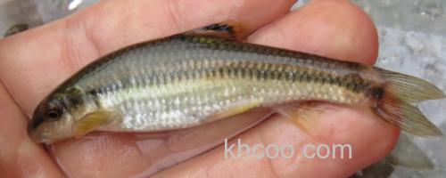 平口鮈是什么鱼？_0