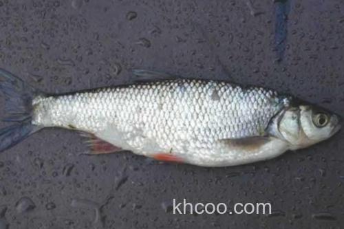 黄河雅罗鱼是什么鱼？_3