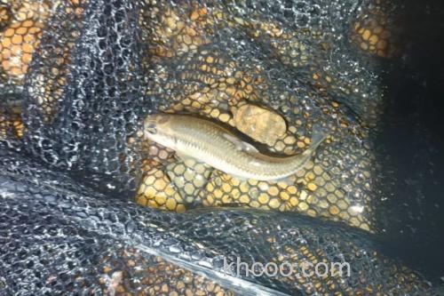 平口鮈是什么鱼？_1