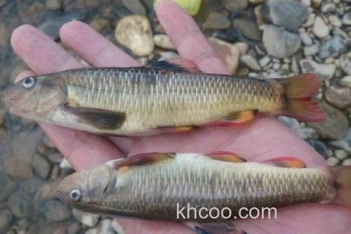 平口鮈是什么鱼？_2