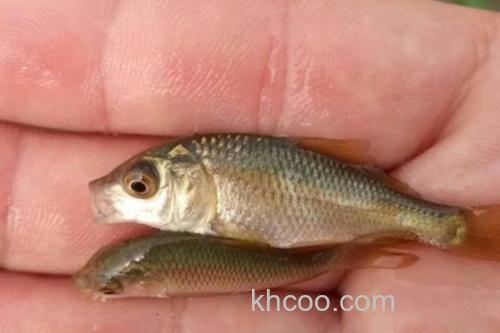 平口鮈是什么鱼？_3