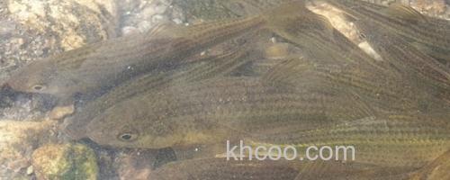 条纹似白鮈是什么鱼？_0